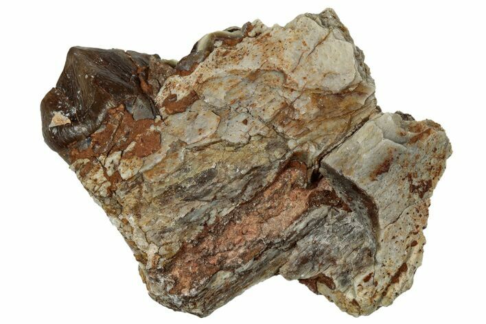 Fossil Oreodont (Merycoidodon) Jaw Section - South Dakota #300294